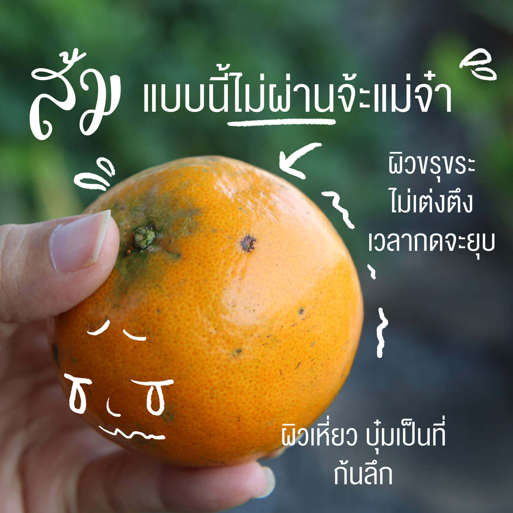 เลือกส้มยังไงให้หวานฉ่ำ, ส้มลูกหวานๆ, วิธีเลือกส้ม, ส้มเปรี้ยว 